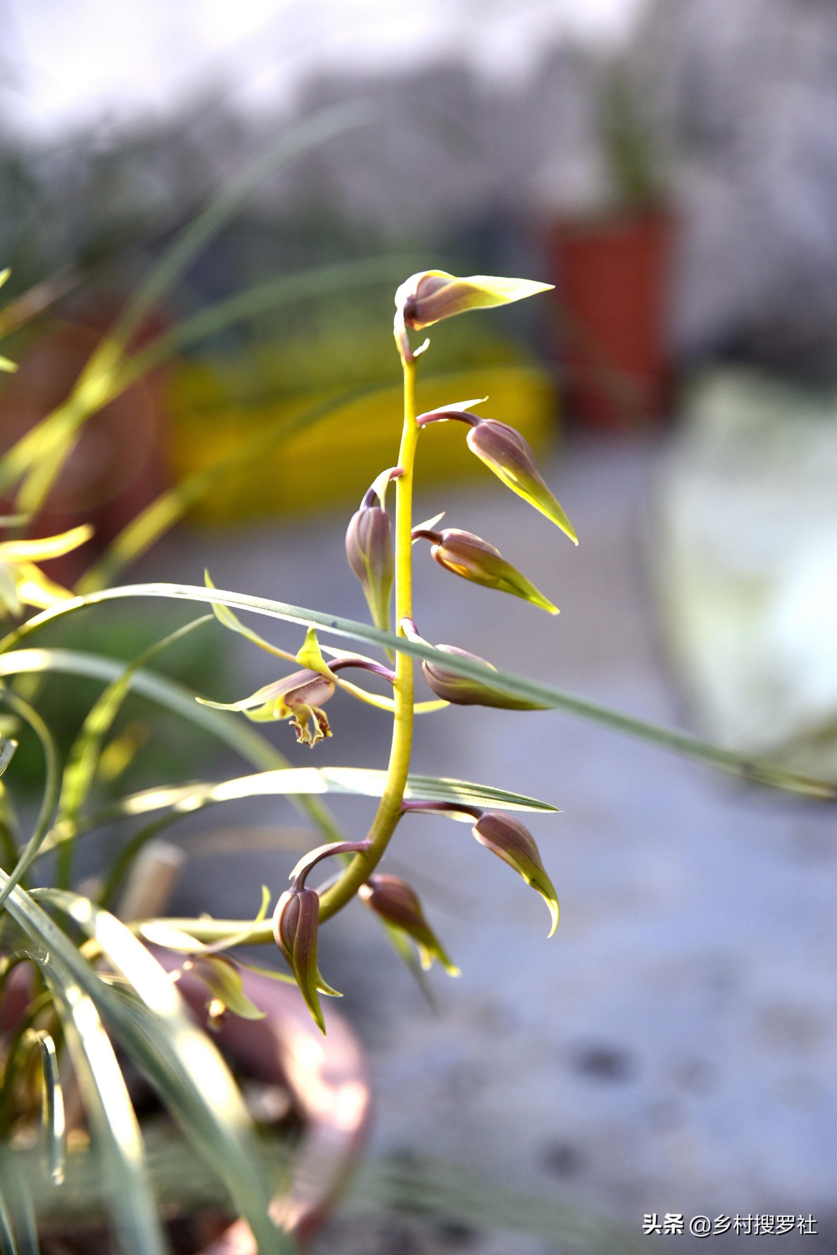 白玉兰花几月份开花