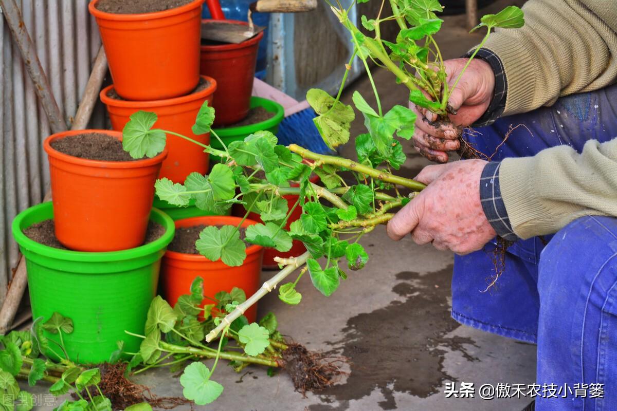 树苗扦插生根最快方法是什么