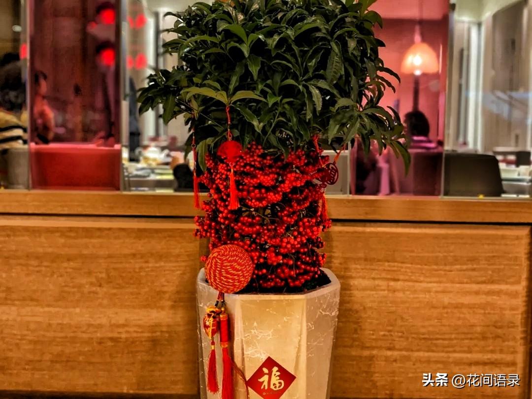 富贵树的寓意是什么意思