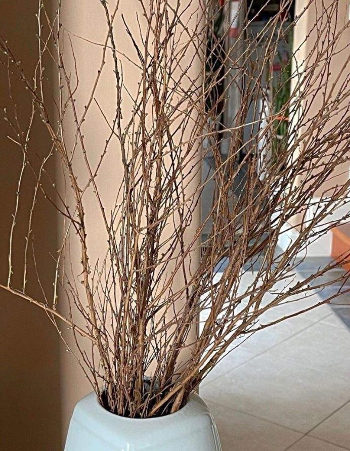 雪柳干枝怎么养多久能开花