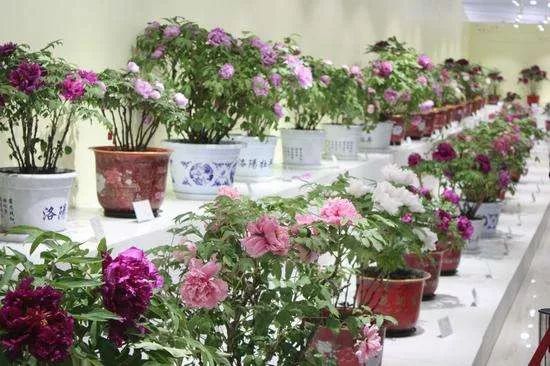 芍药种农村庭院的风水禁忌