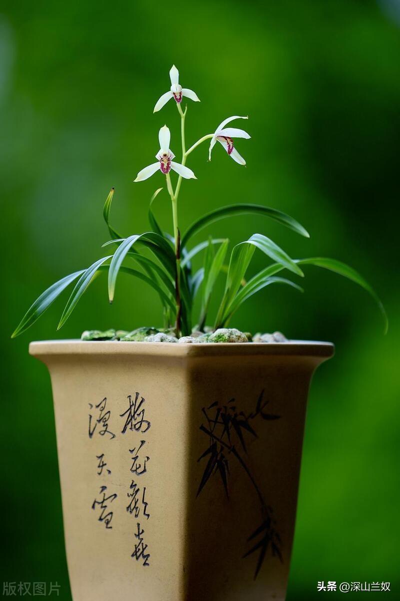 兰花可以淋雨吗怎么养