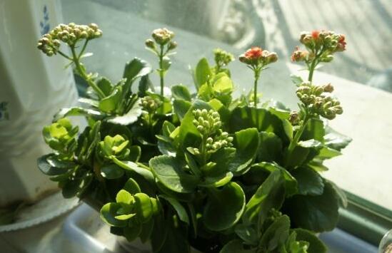 栀子花浇水加白醋还是食用醋