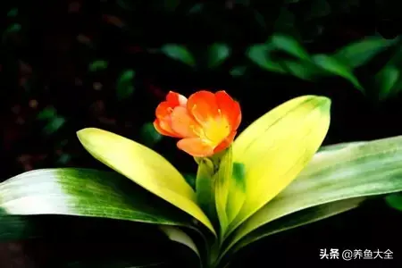 微型君子兰品种有哪些