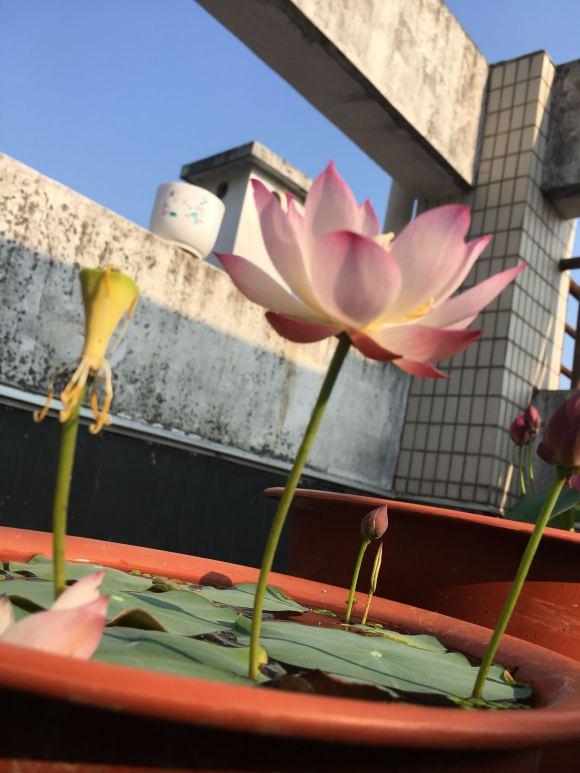 碗莲什么时候开花水培好