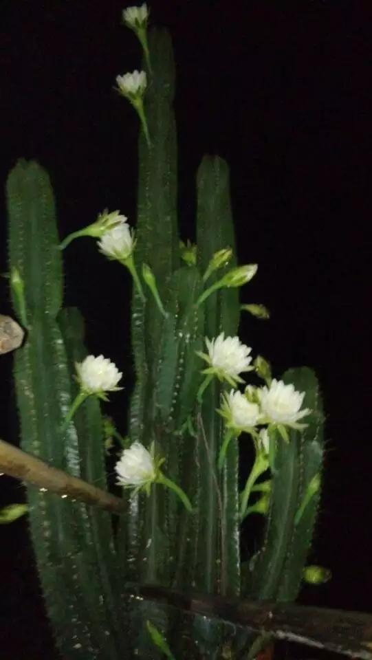 仙人掌开黄花的寓意是什么