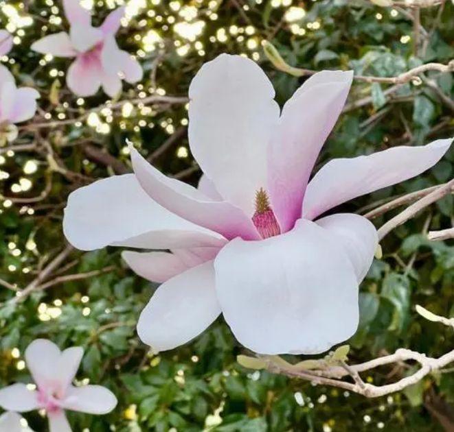 常见园林花卉品种有哪些