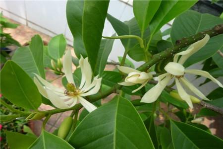 最香的花是什么花