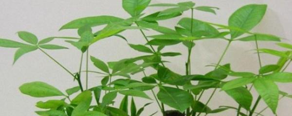 发财树换盆时间和方法