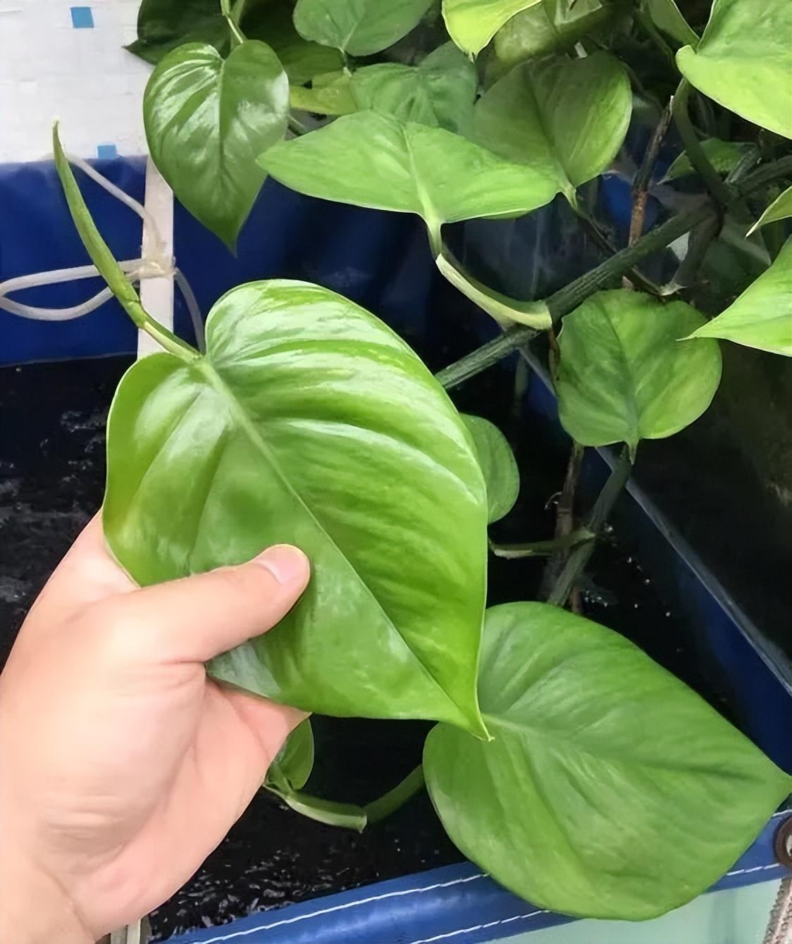 冬天绿萝能在太阳下晒吗