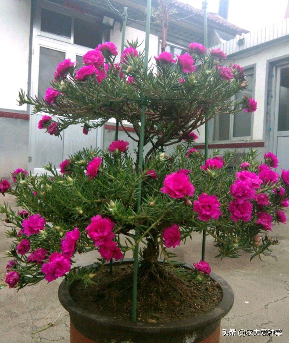 太阳花的花期是多久