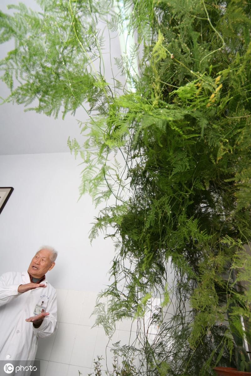 文竹开花的样子是什么