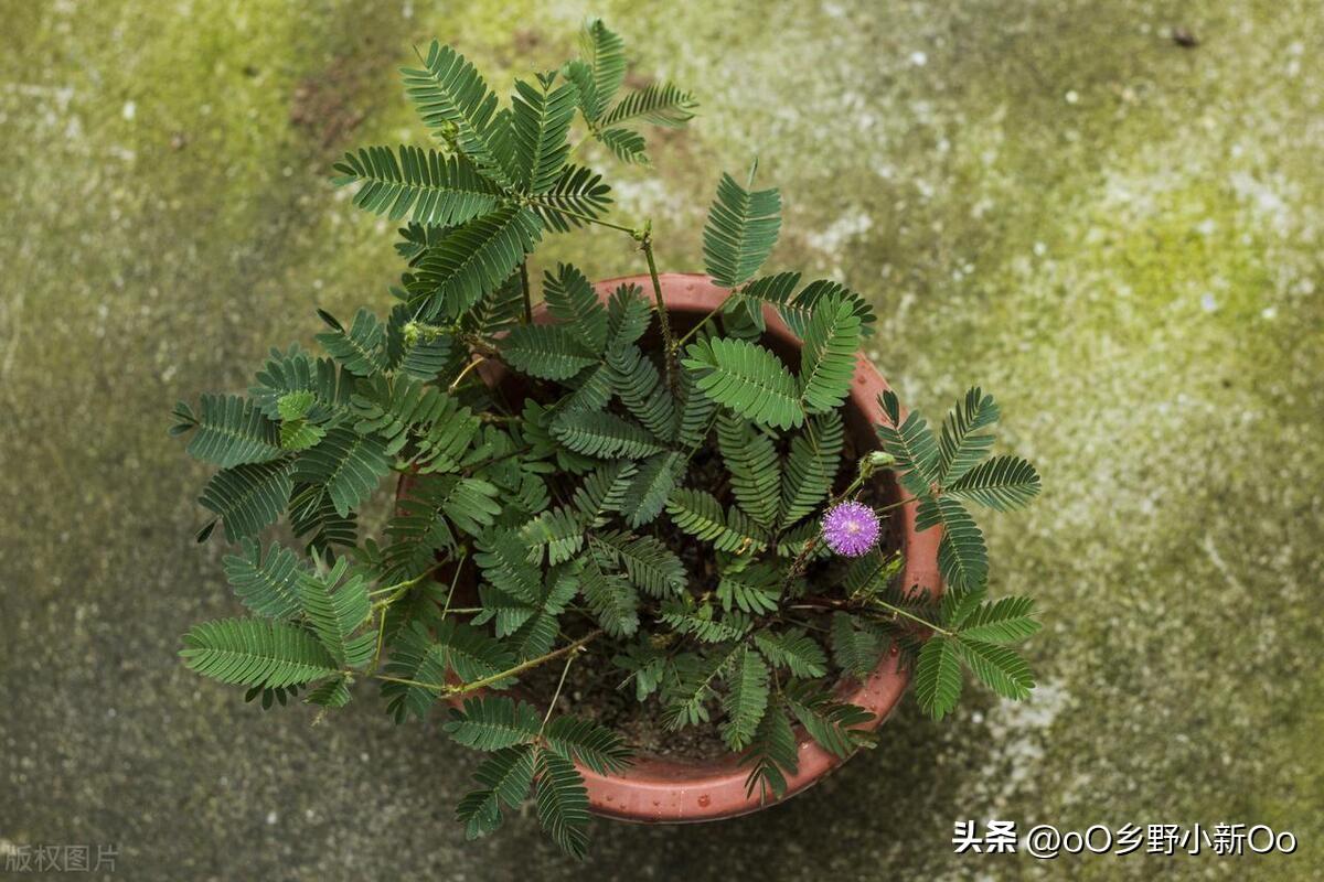 含羞草怎么修剪好看