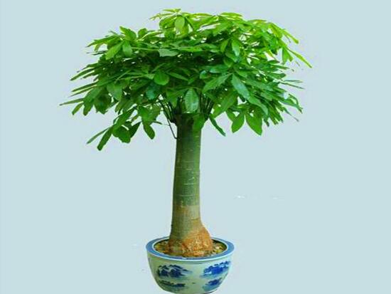 发财树开花是什么预兆风水