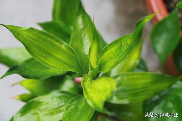 观音竹怎么养才能更旺盛开花