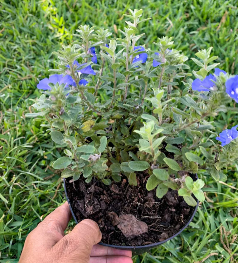 蓝星花的养殖方法和技巧
