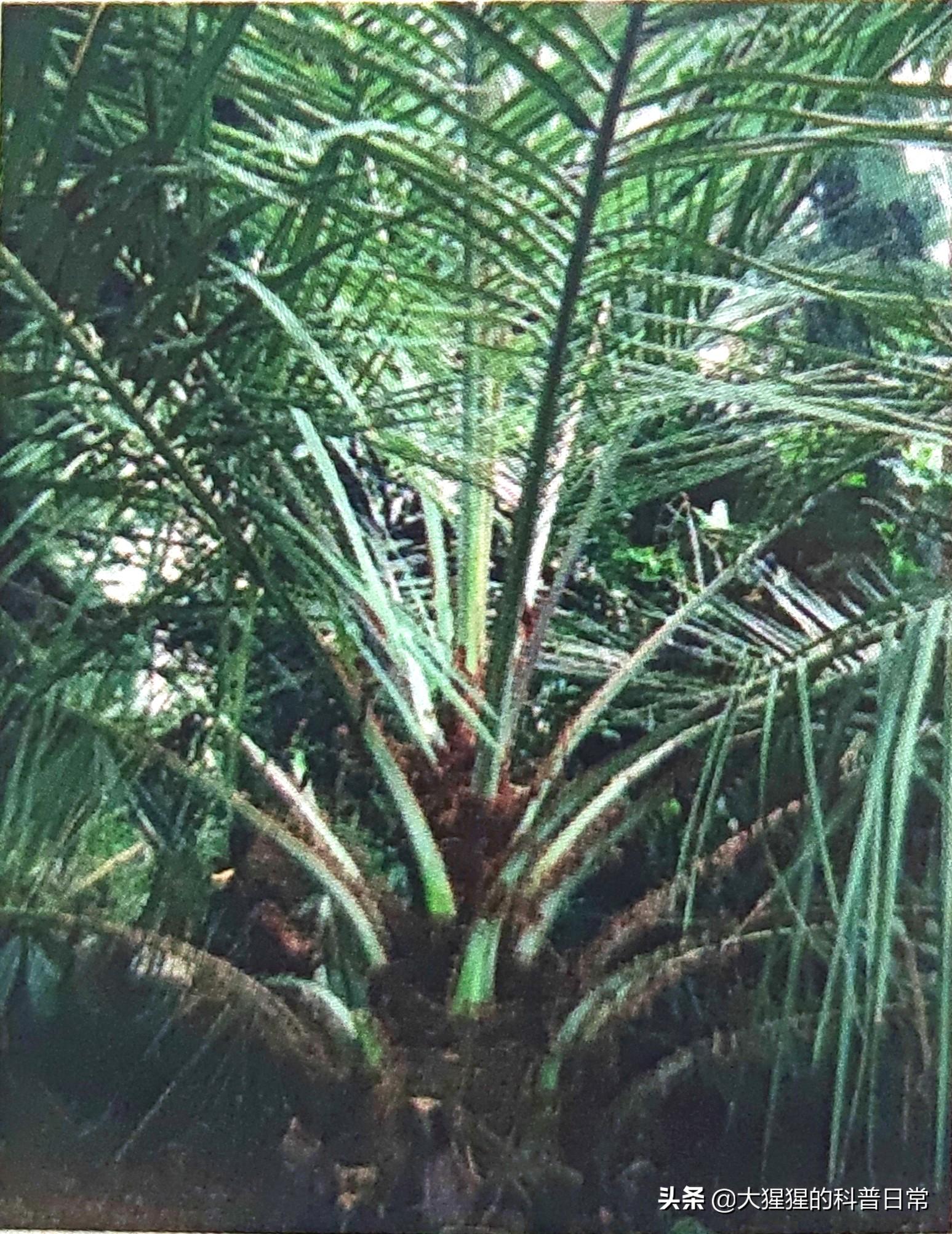 单子叶植物种子有哪些种类