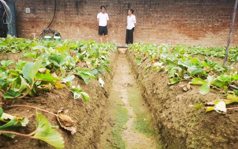 四季草莓什么时候种植最好