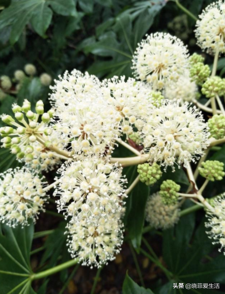 代表财源滚滚的花名