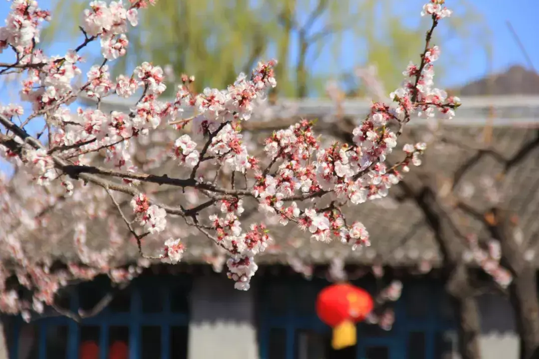 春天都开什么花