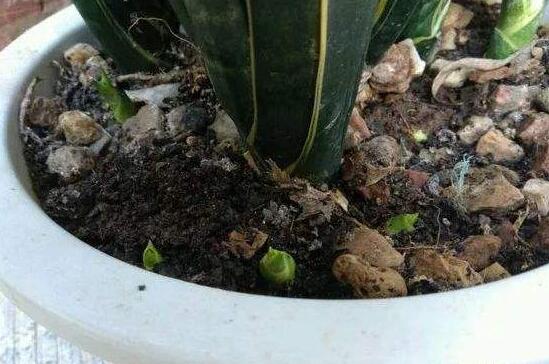虎皮兰开花后怎么处理