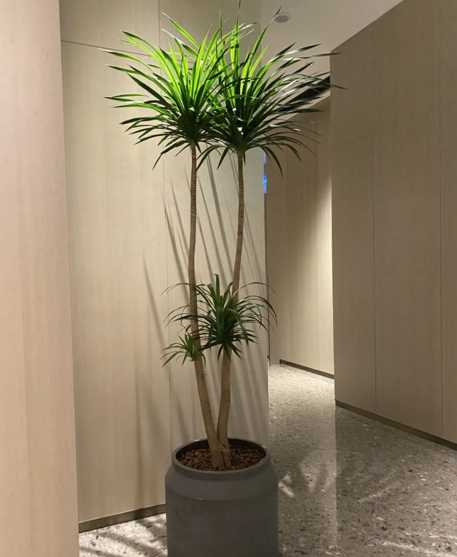 家里种龙血树吉利吗