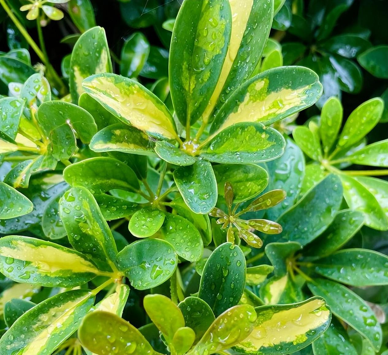 客厅适合摆放的十大植物