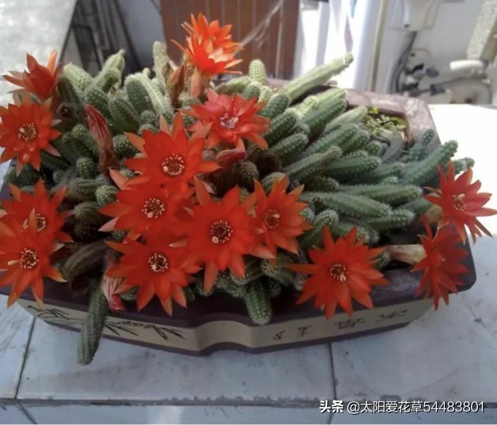 仙人指怎么养才能开花