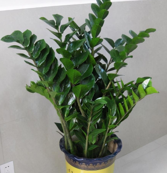 客厅适合摆放的十大植物