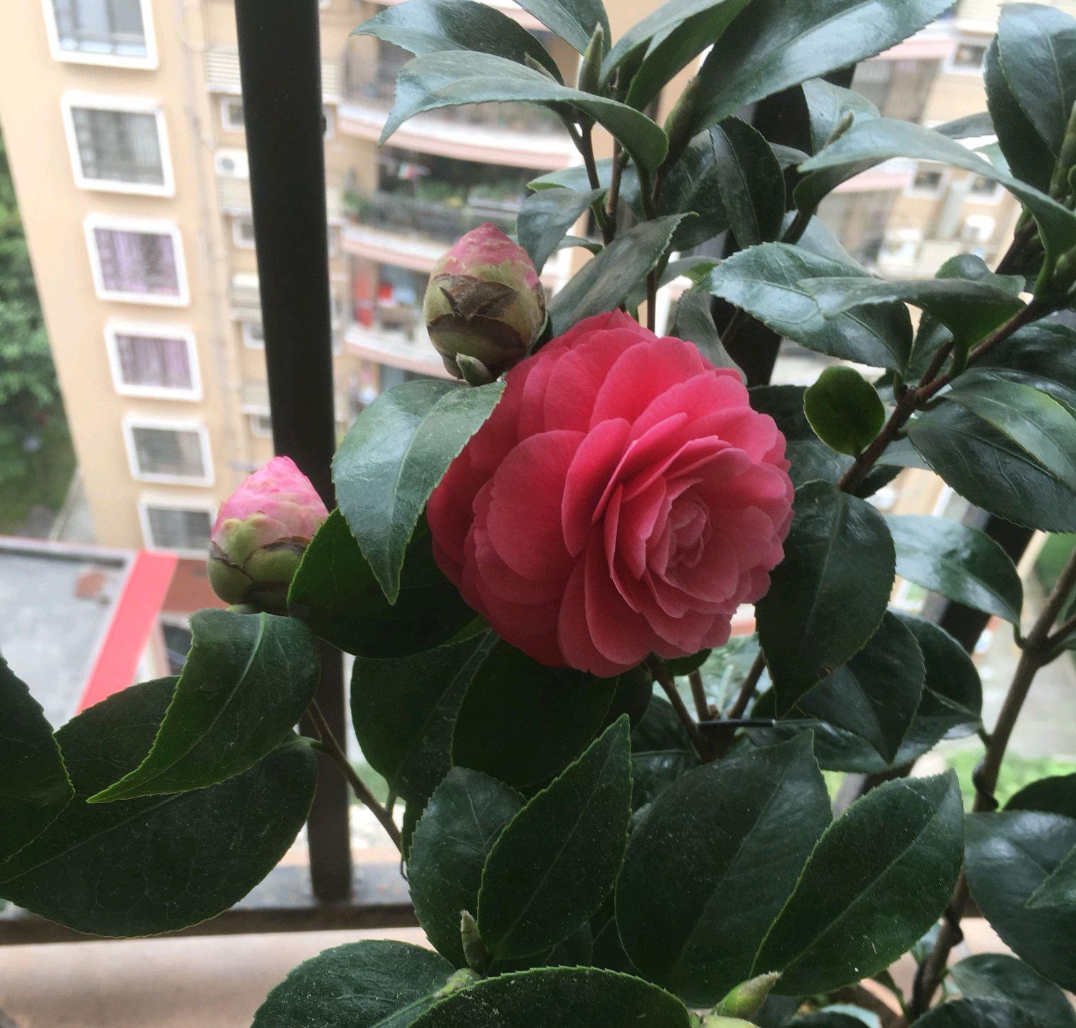 茶花叶子尖发黑枯萎像烧焦怎么办