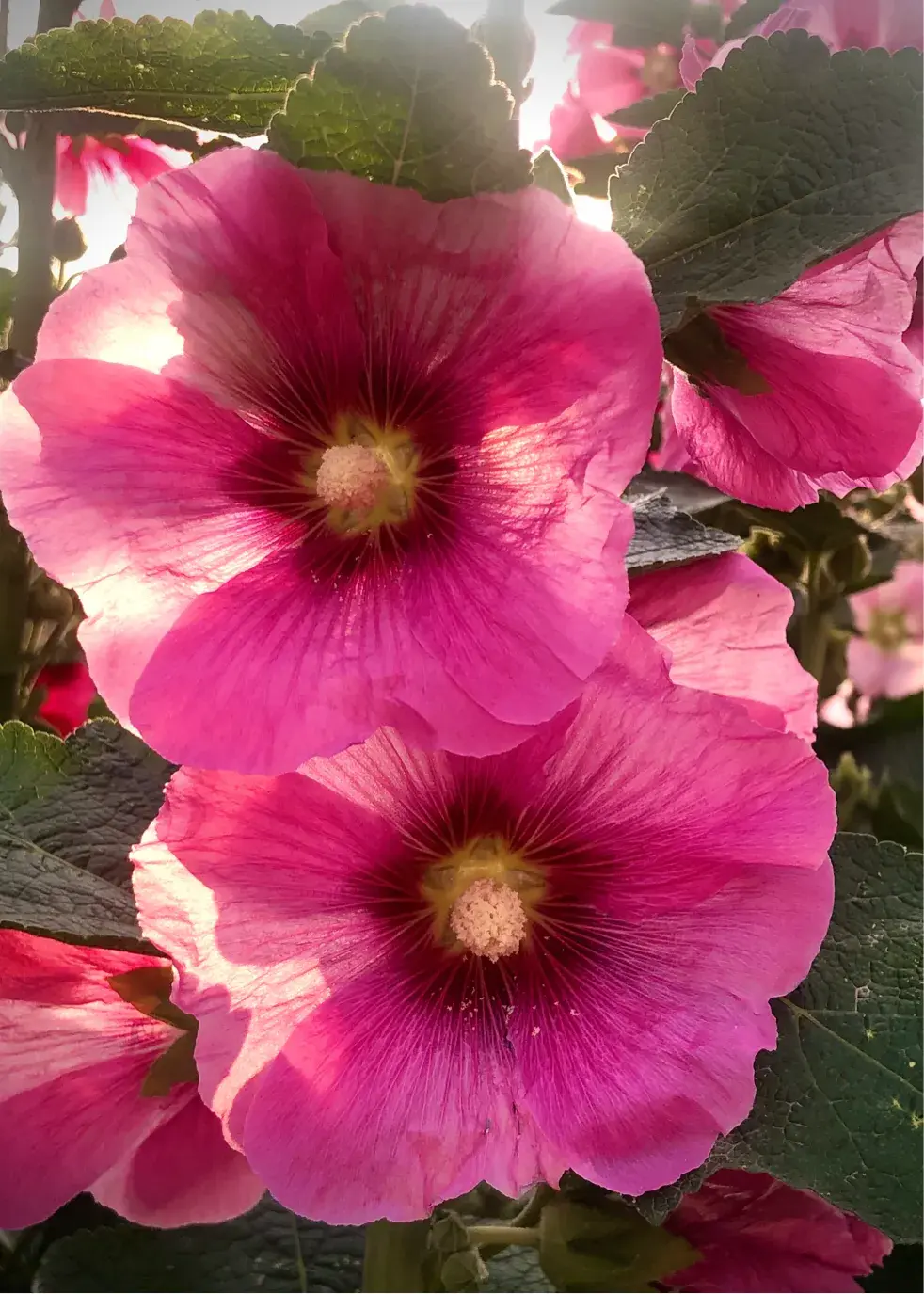 蜀葵花语和寓意