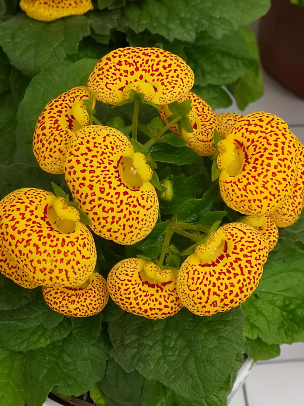 元宝花的养殖方法