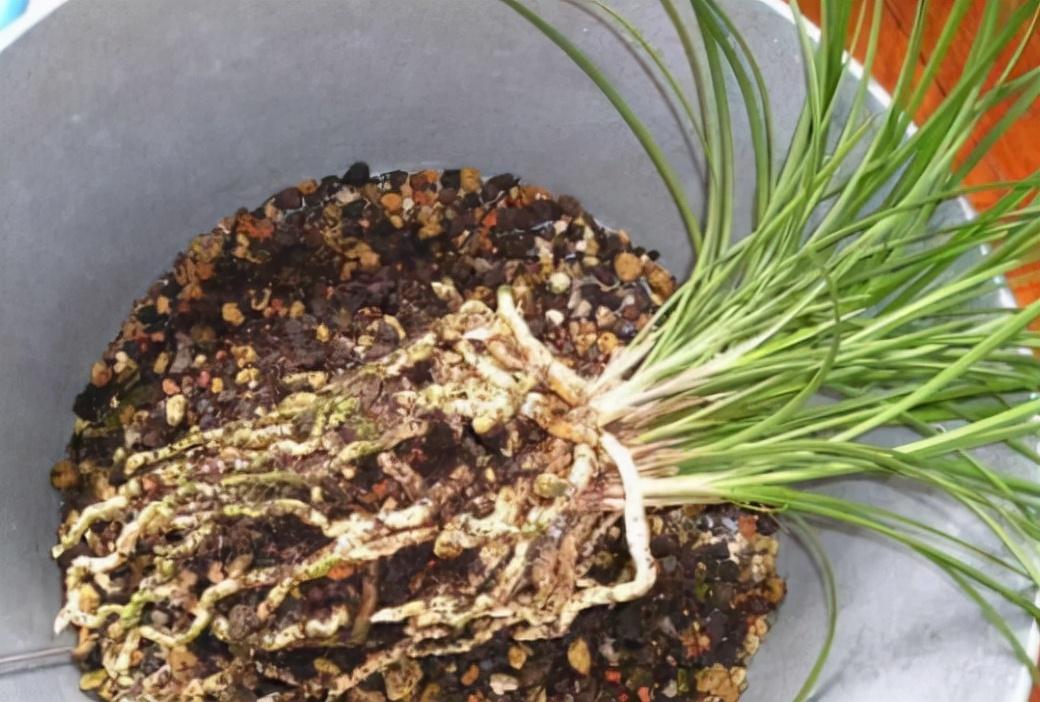 兰花翻盆注意事项有哪些