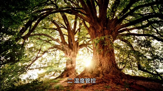 小盼菩提的养殖方法和注意事项