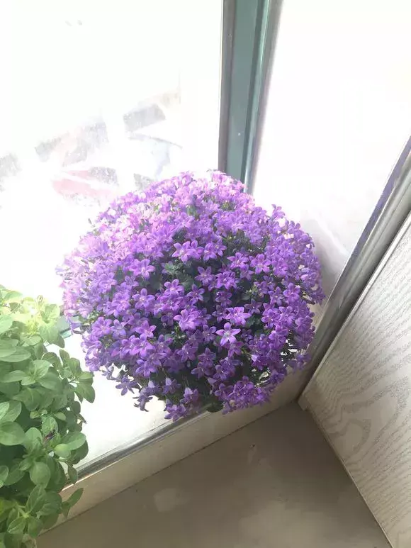 风铃草是一年生还是多年生植物