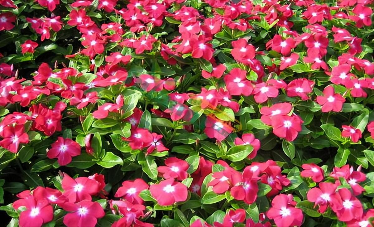 长春花花期有多长
