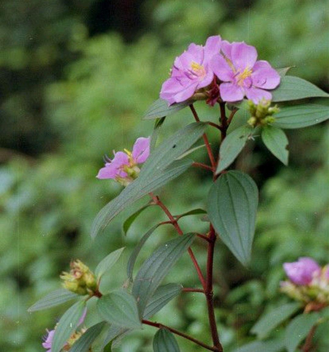 野牡丹什么时候开花结果