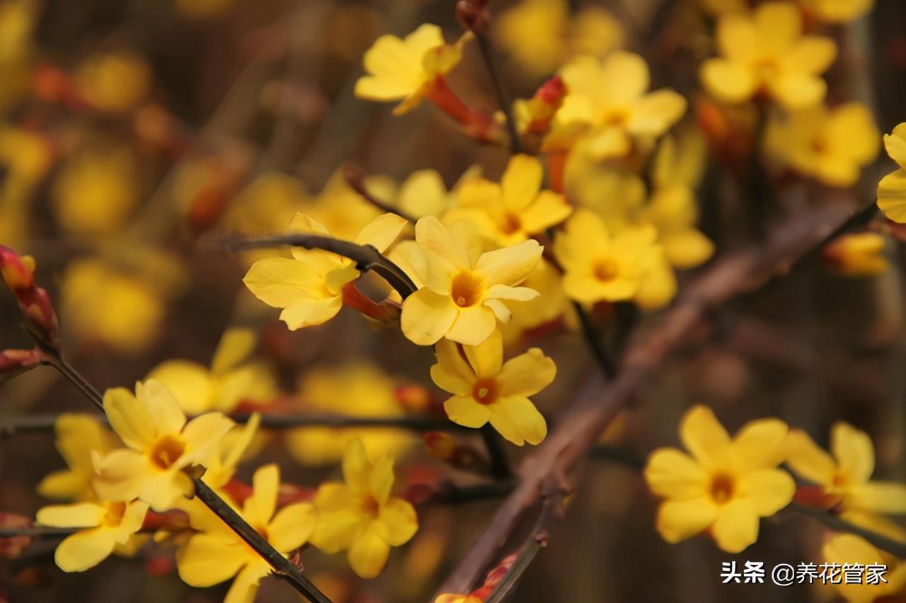 迎春花几瓣叶子