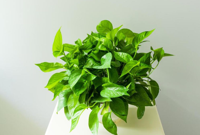 去甲醛植物有哪些
