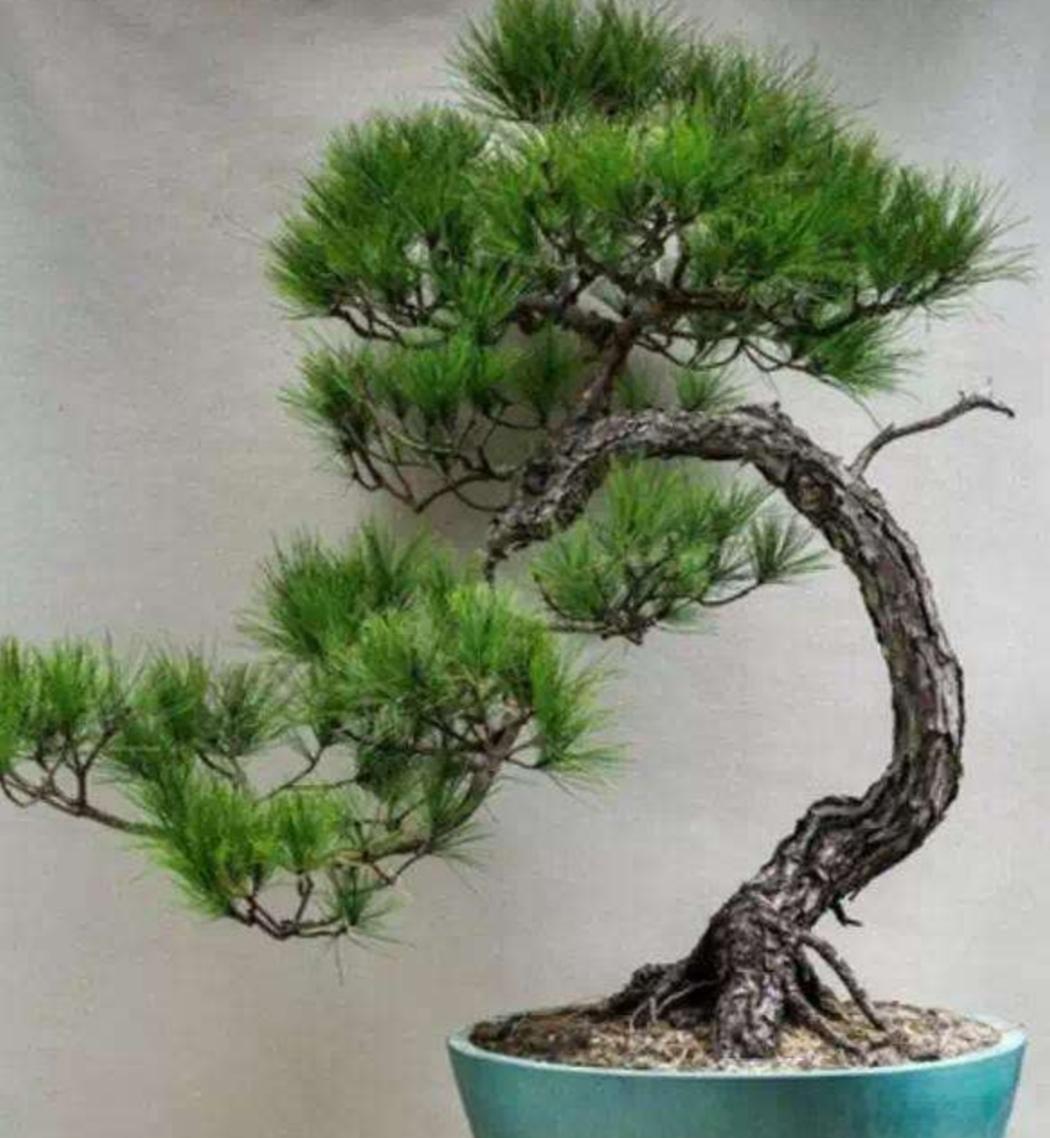 野生松树盆景制作方法