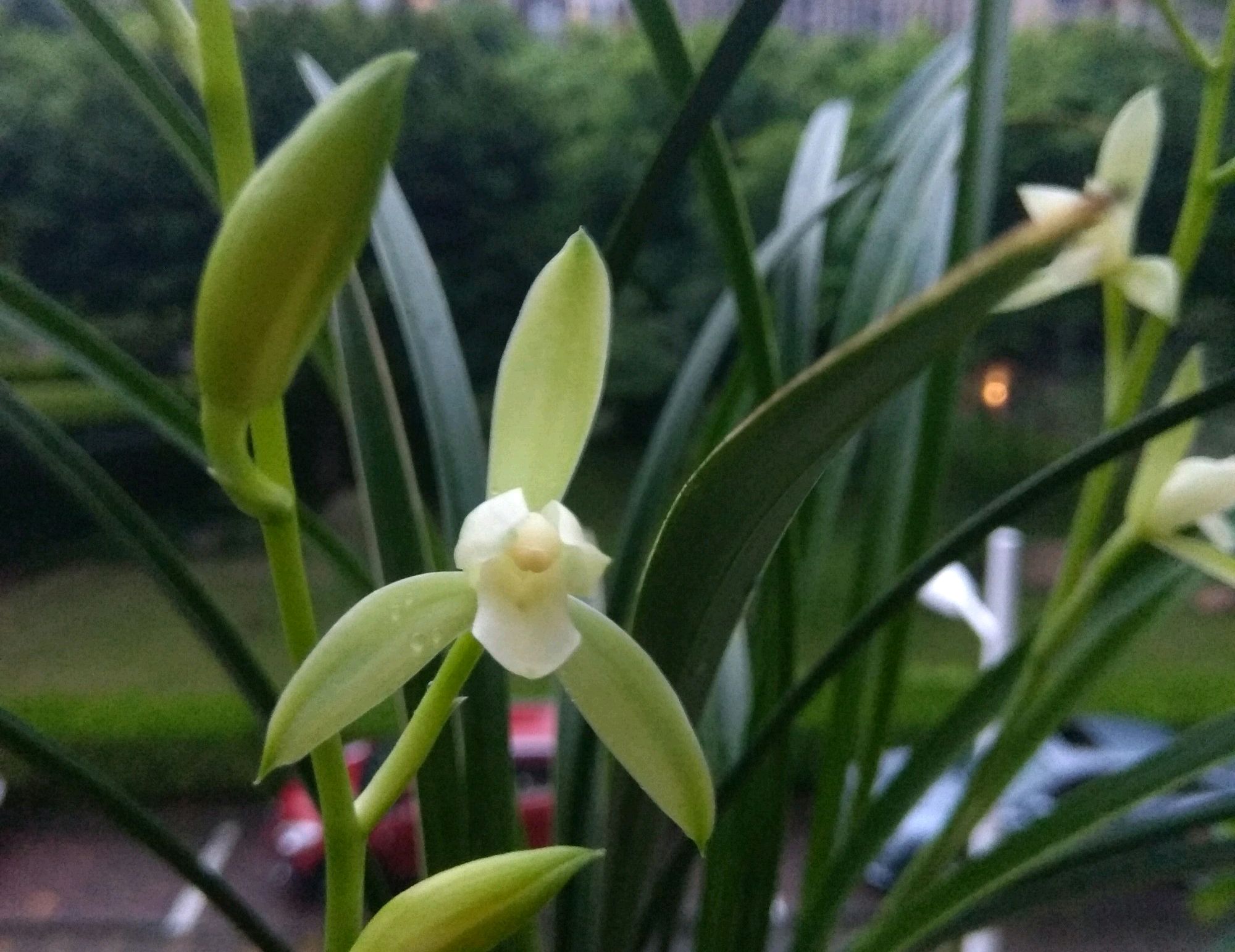 金边兰花怎么样才能开花多