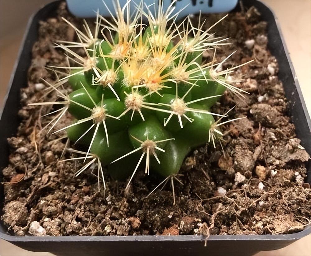 金虎仙人球开花吗