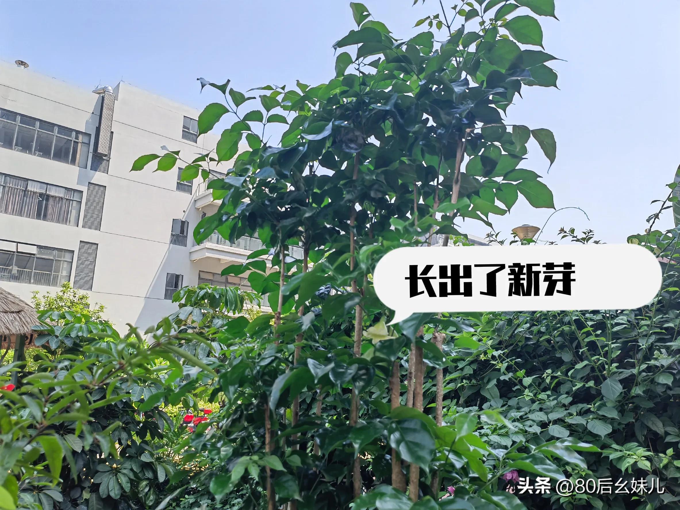 幸福树开花寓意着什么意思