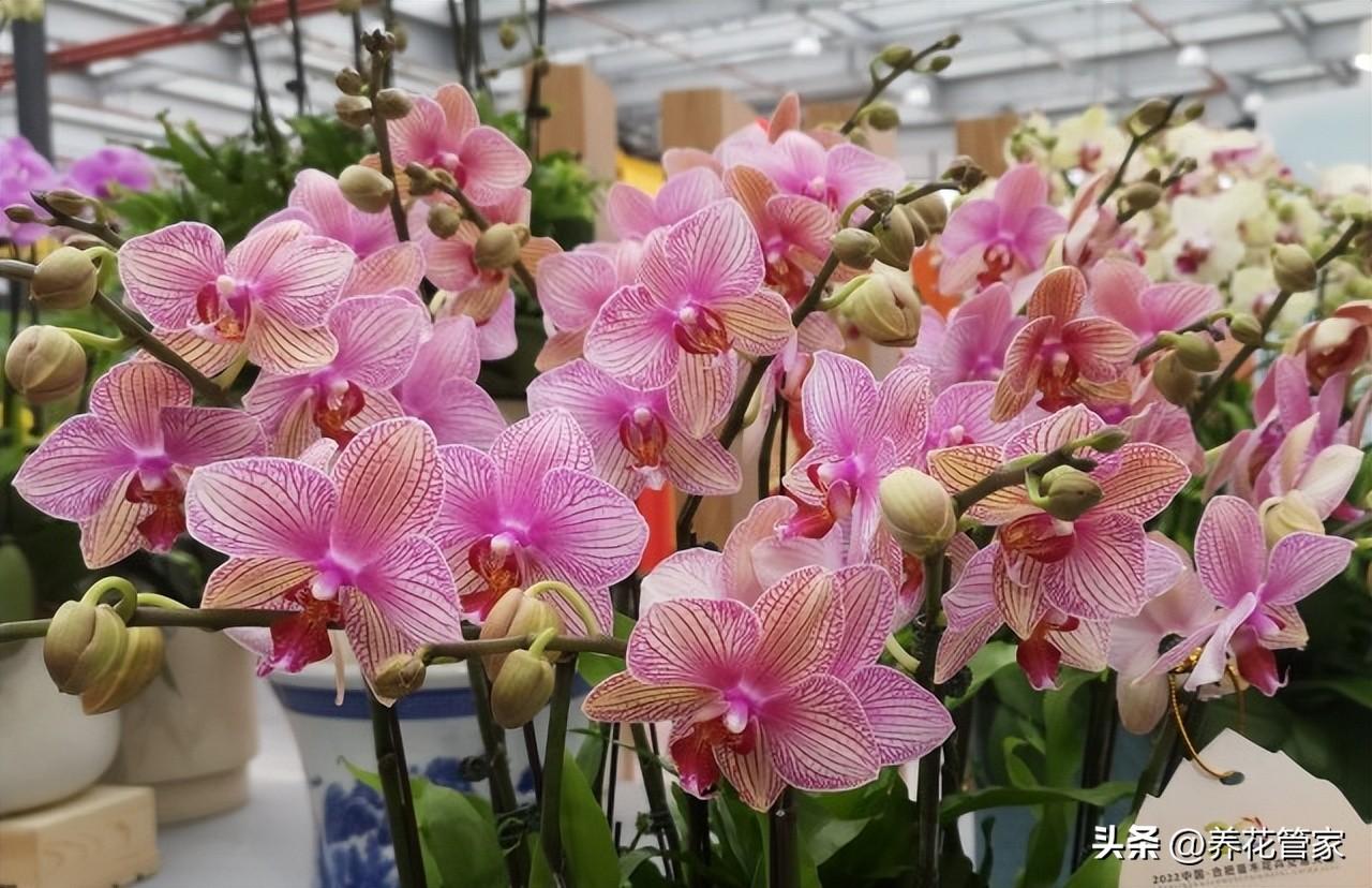 最漂亮的10种蝴蝶兰品种
