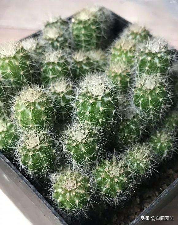 仙人球夏天怎么浇水最好