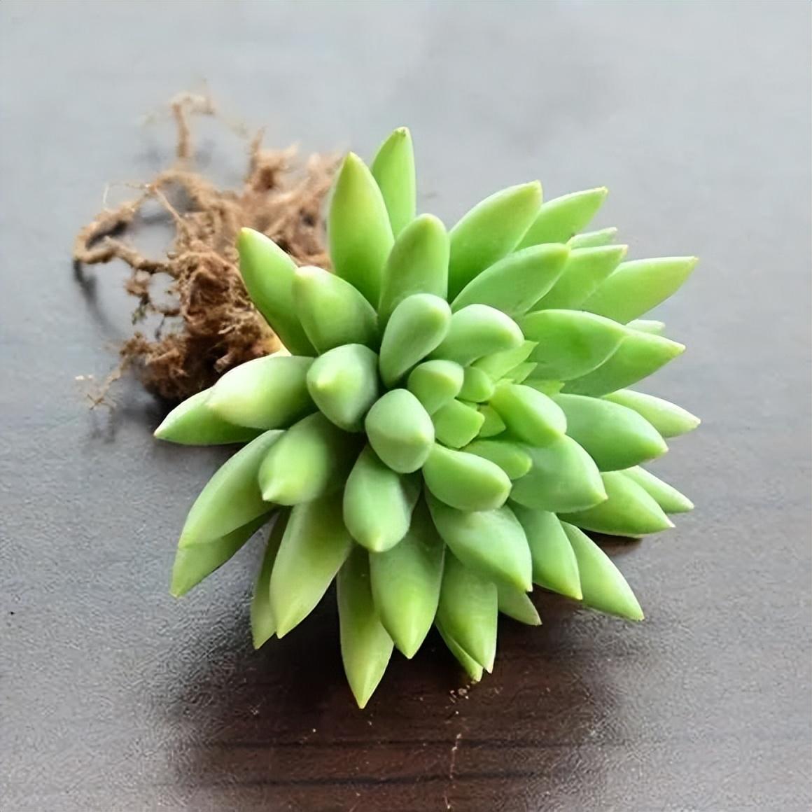 多肉千佛手怎么修老桩