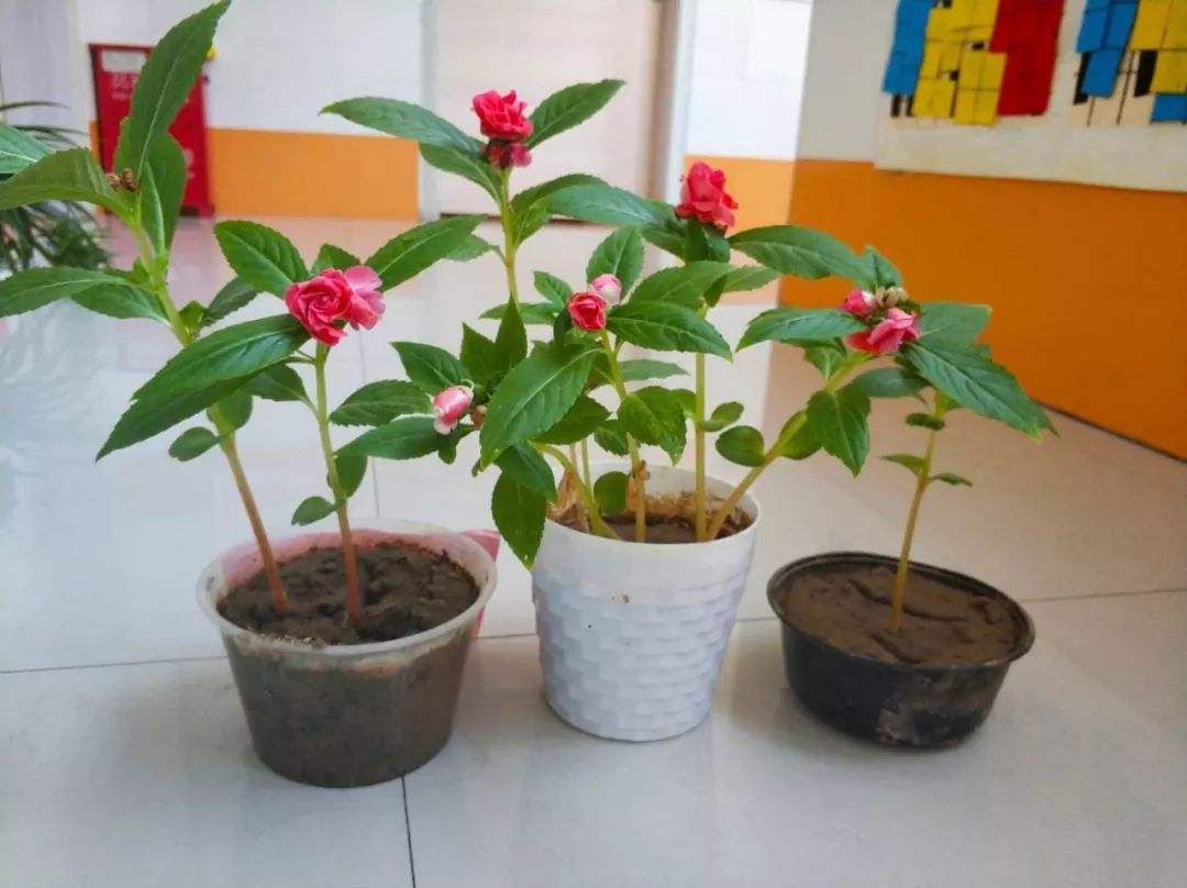 凤仙花生长过程
