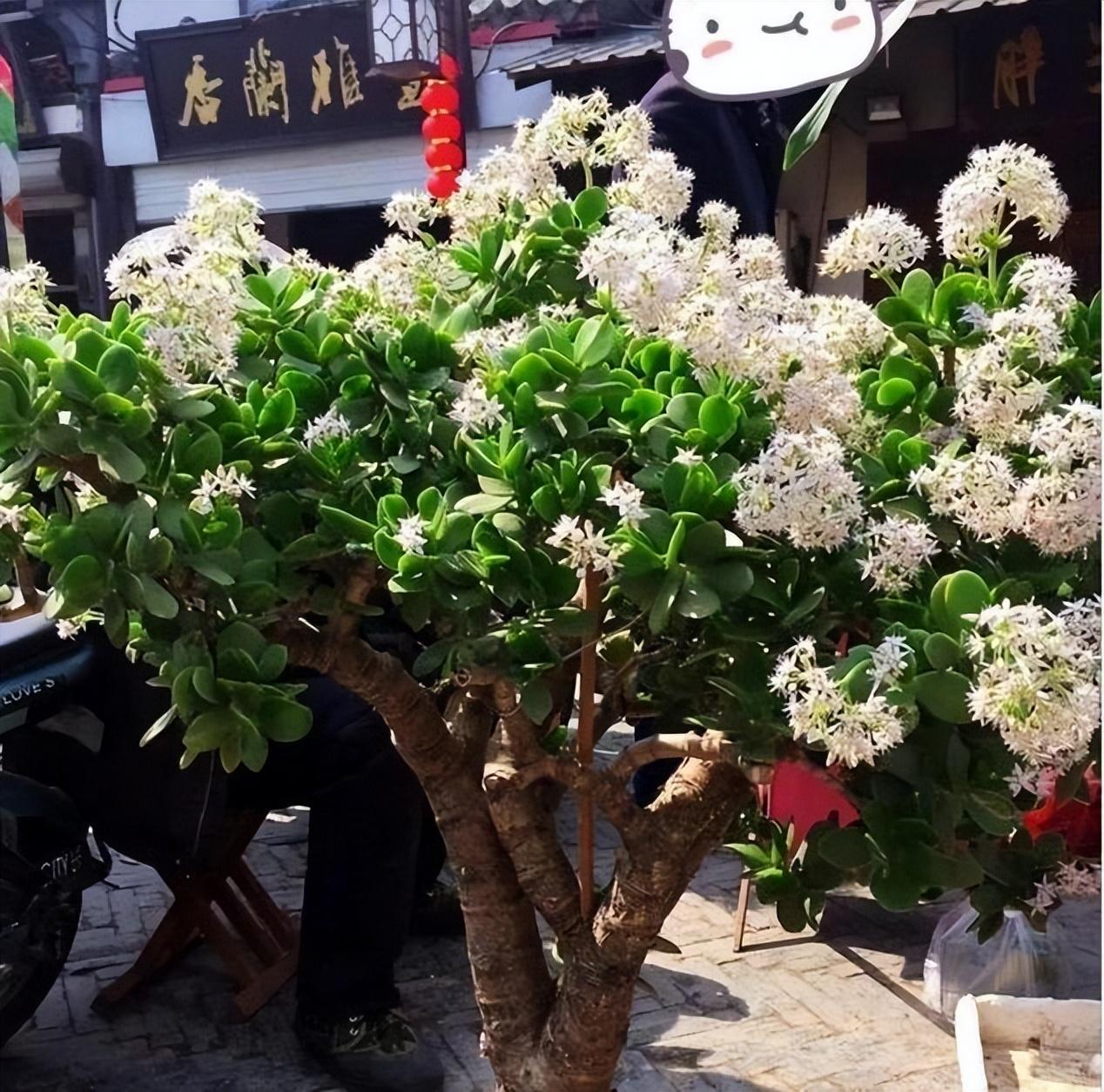 幸福树开花有什么预兆和寓意