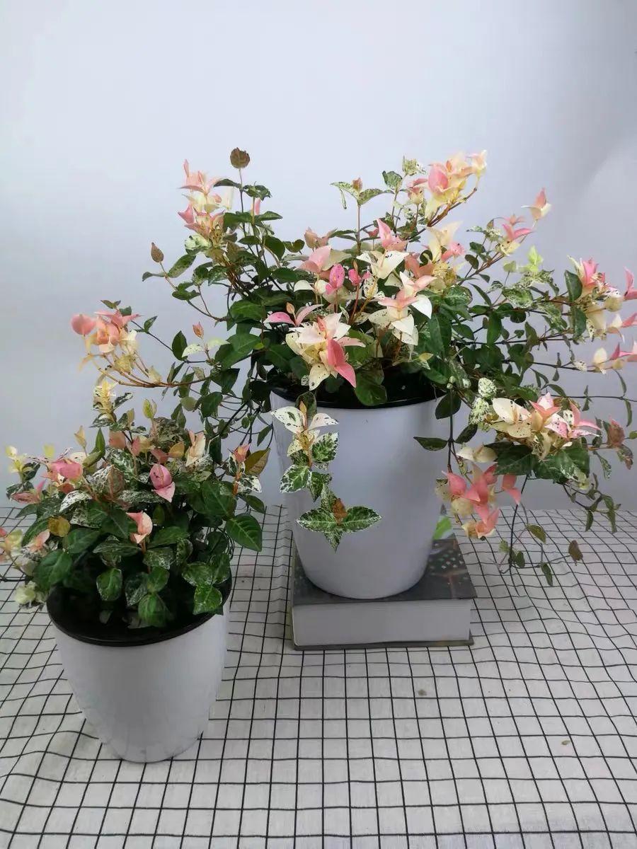花叶络石盆栽养殖方法