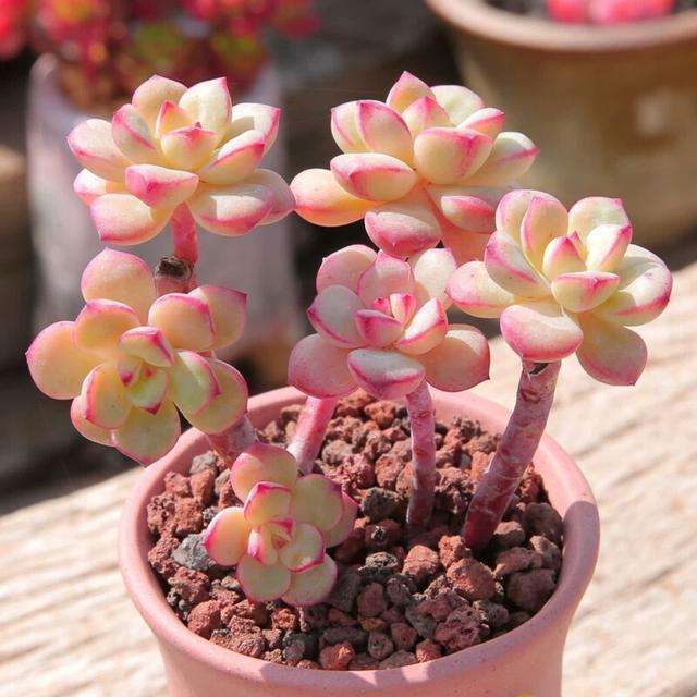 多肉上什么肥料能长粗壮一点